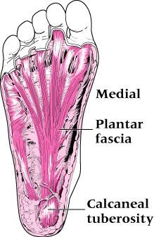 Plantar Fascia - a flat band of connective tissue that connects