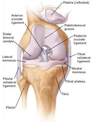 Ligaments of Knee Medial Collateral (MCL) Resists valgus forces Lateral Collateral (LCL) Resists varus forces Anterior Cruciate