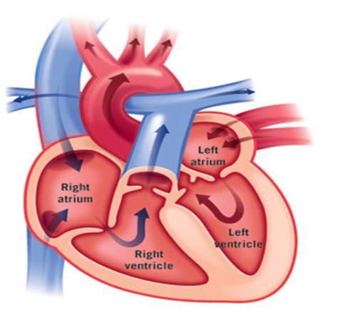 "Is Interventional Cardiology