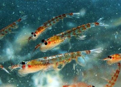 Krill E. superba, E. crystallorophias, T. macrura Krill-based ecosystem in about one quarter of the ~32 million sq. km of the Southern Ocean (Siegel & Loeb 1995) How much krill is consumed?