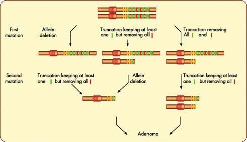 sequence of the mutational events affecting the adenomatous polyposis coli (APC) locus and leading to the development of colorectal adenomas.