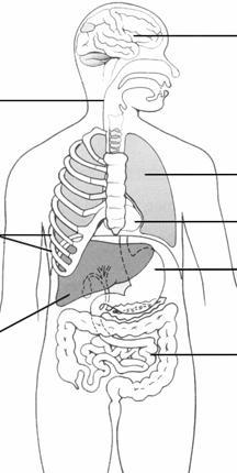 Q15. The diagram shows some of the organs of the human body.