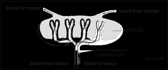 (d) (i) The diagram shows the blood supply in the placenta and umbilical cord.