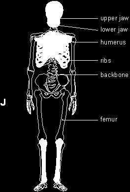 The diagram below shows the human skeleton (a) (i) Draw a line from the letter J to one joint in the leg.