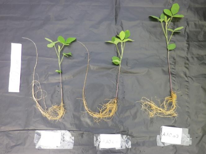 Figure 4 shows development from 15 to 25 days after sowing, with plants receiving control or