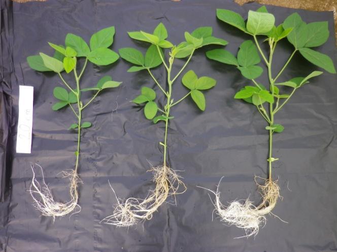 Figure 4: Plant development 15 to 25 days after sowing From left to right: above pictures