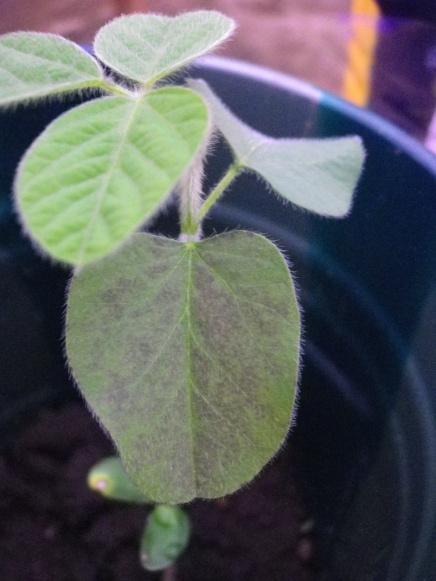 Figure 6: Grey and brown spots on soybean leaves receiving K omitted treatment On the left to right: plant 12