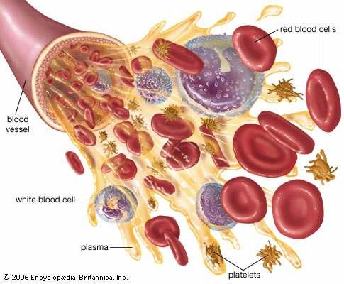 Plasma Blood consists of a liquid (55% by volume) and solid particles (45%), including several types of cells (also called "corpuscles" in older books). The liquid is called plasma.