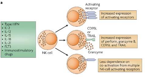 Factors boosting NK cell lytic