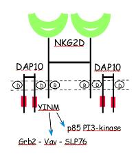 NKG2D C-type lectin-like superfamily 1 gene, non-polymorphic, conserved mice - humans Homodimer expressed on all NK cells, γδ T cells, and