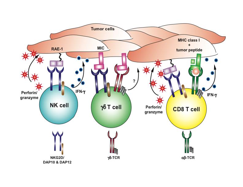 NKG2D on NK cells, γδ T cells and CD8 + T