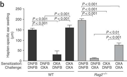 Hapten-specific contact hypersensitivity responses in RAG-deficient mice day 0 & 1