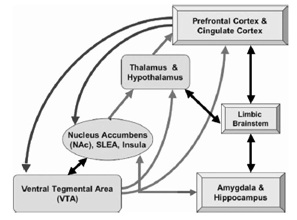 projects dopamine to the NAcc, the (hypo) thalamus and the cortices (figure 1). The consuming of alcohol is followed by an increased DA release in the NAcc and the frontal cortex.