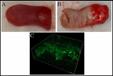 Figure 1. C. albicans presence in white plaque lesions formed on the tongue of mice with oropharyngeal candidiasis. C. albicans challenged mice were sacrificed after 5 days of oral exposure to the GFP-expressing strain MRL51.
