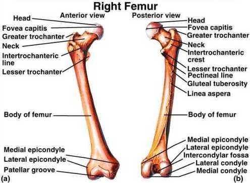 FEMUR right/left - is proximal and back of knee has large notch for cruciate ligaments adductor tubercle intercondylar notch gluteal tuberosity greater