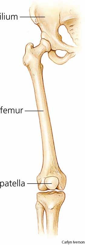 right/left - "T" shaped bone that has sharp front and distal bump points at big toe lateral condyle medial condyle medial malleolus tibial tuberosity tibial