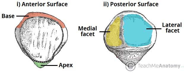 Patella - right/left outer (lateral) facet is always wider when you point the apex down medial facet lateral facet COXAL right/left - grab like a gun (finger in greater sciatic notch) and curves