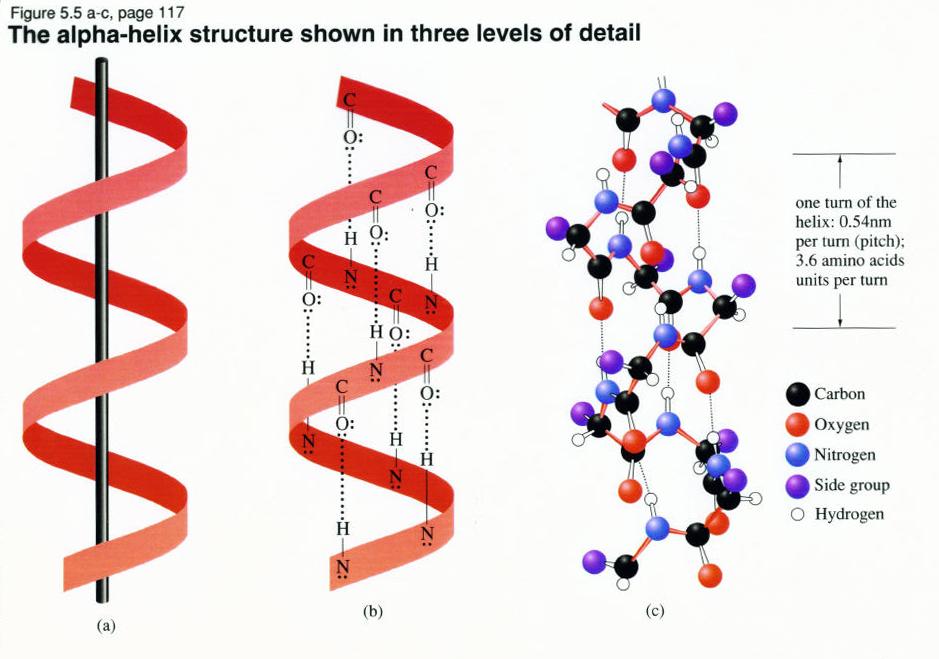 α-helix o β-sheet o turns and random coil 1) α-helix - Rod-like structure (phone cord) - Involves only one polypeptide chain - Main chain atoms on the INSIDE - R-group side chains on the outside