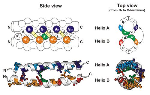 - Factors that affect stability of an α-helix o Although the helix is defined by the H-bonding of the peptide backbone, the nature of the side chains can affect overall stability