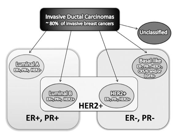 Luminal A 40% of breast cancers Tend to be ER/PR(+) and HER2 ( ) Slow growing Luminal B 10 20% of breast