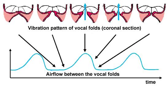 The vocal folds Two masses of flesh, ligament and muscle across the larynx Fixed at the front of the larynx but free to move at the back and sides Can be in one of three primary states