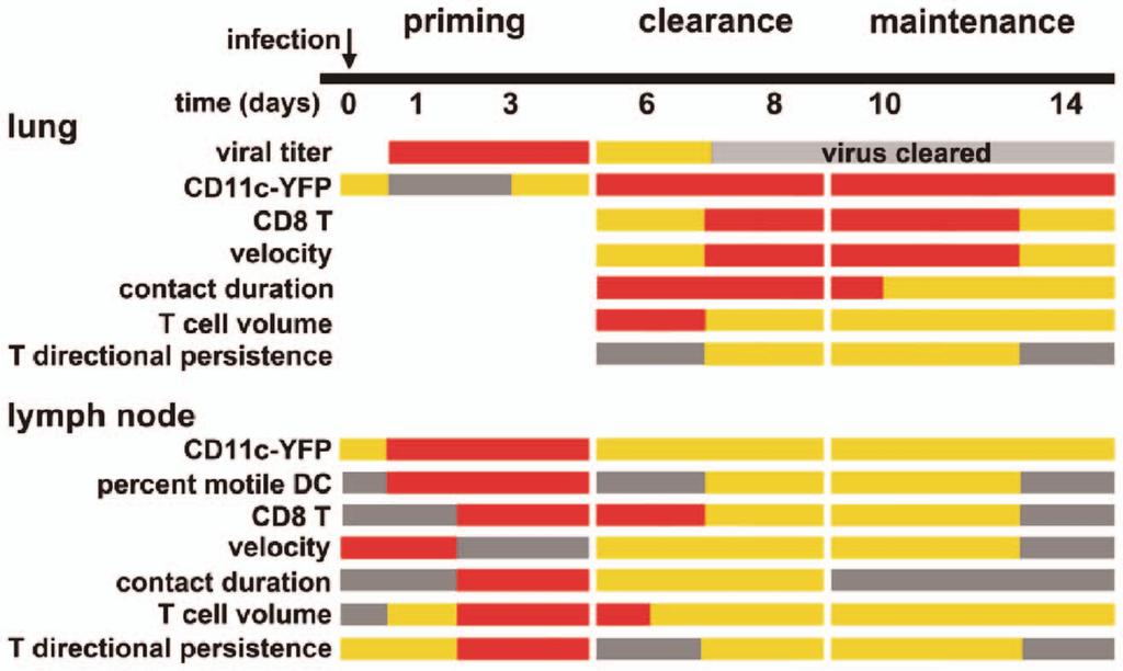 Figure 6. Summary of T cell and DC behavior over 14 days of influenza infection.