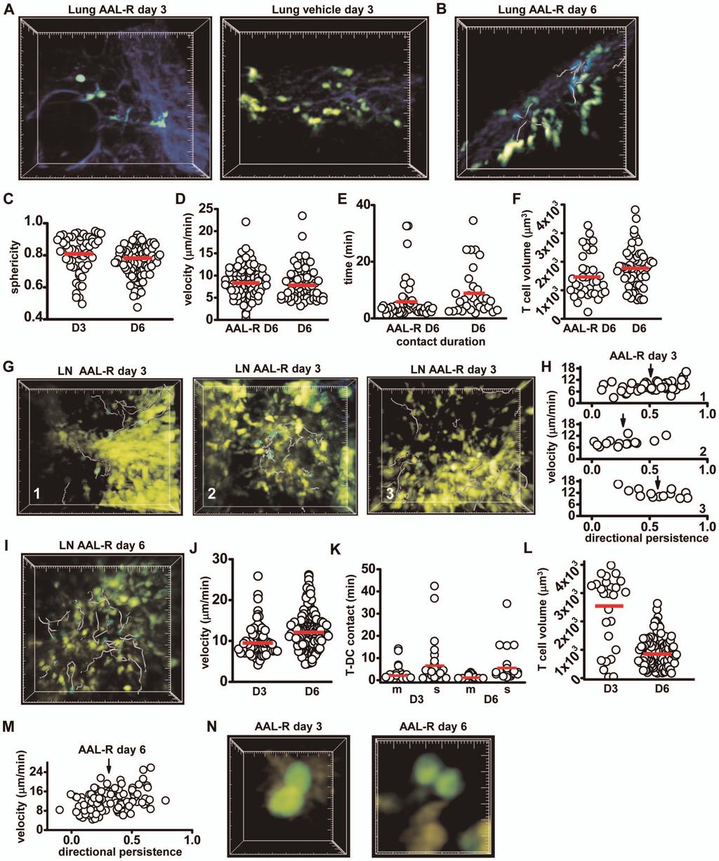 Imaging Immune Cells during Influenza Infection Figure 5. AAL-R treatment modifies T cell and DC dynamics.