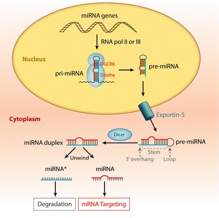 Biogenesis of mirnas 1. Transcribed like protein coding genes RNA pol II 2.