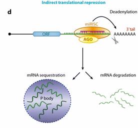mrna destabilization and degradation by mirnas 1. mrna degradation is the predominant way that mirnas inhibit protein synthesis 2.
