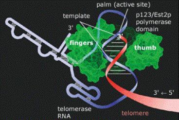 What is the role of Telomerase in cancer?