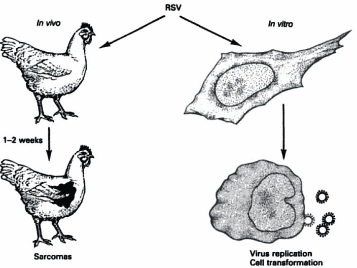 Rous sarcoma virus oncogenesis In vivo In vitro