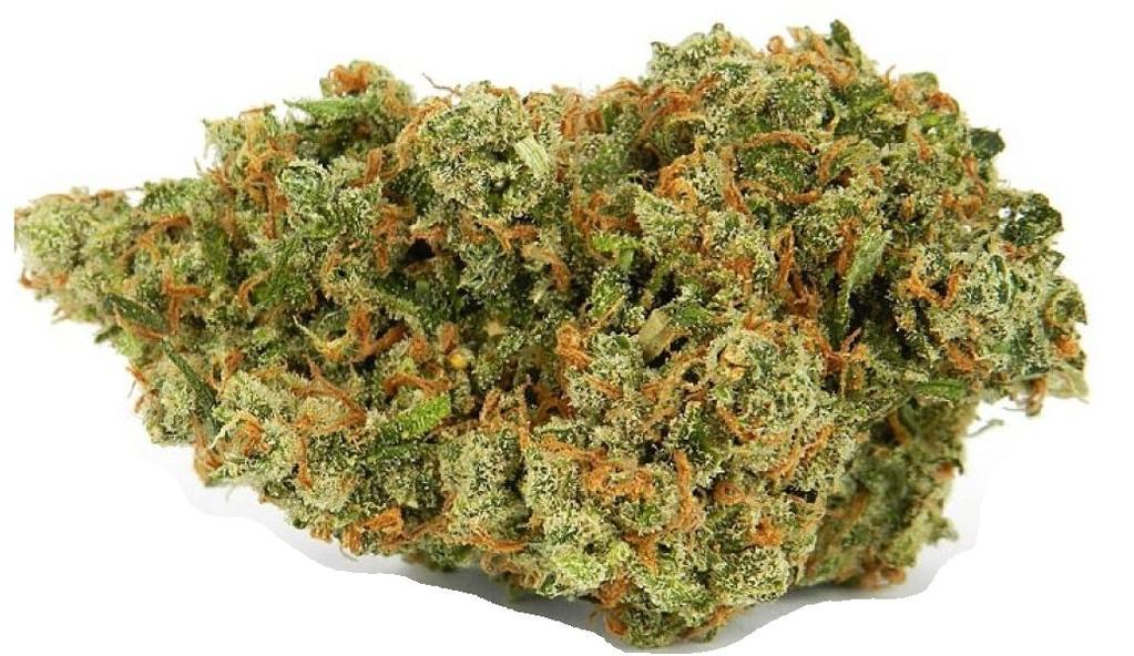 JACK HERER Jack Herer is a strain named after a lifelong cannabis activist whose 1985 book The