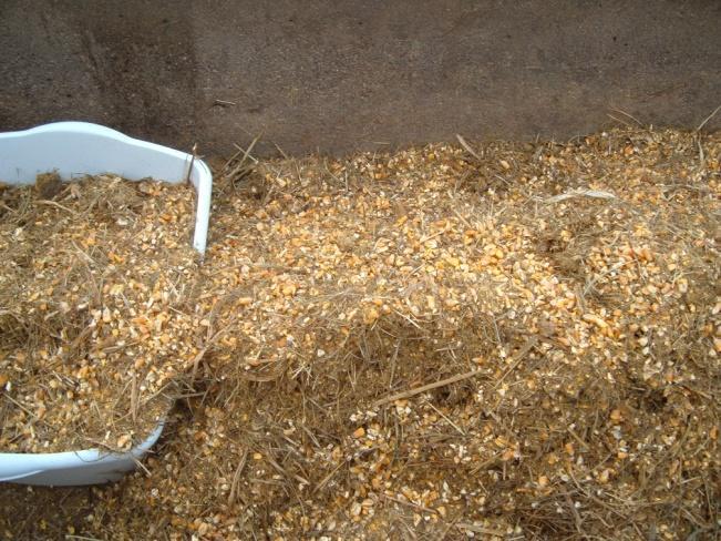 addition orders of hay, corn, protein, WDG and hay, WDG, protein, corn.