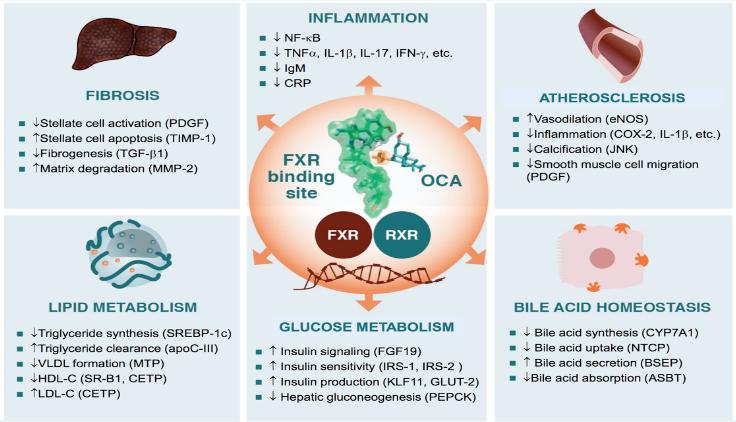 FXR agonist will decrease hepatic fat and may improve insulin