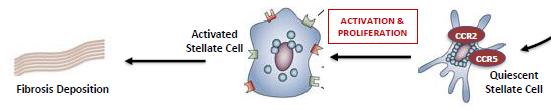 Ceniciviroc Dual antagonist of C-C chemokine receptor types 2 and 5 (CCR2/CCR5) Antifibrotic effect Blockade of