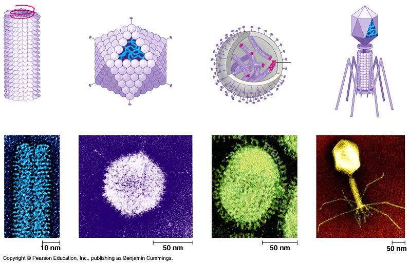 Variation in viruses plant virus pink eye influenza