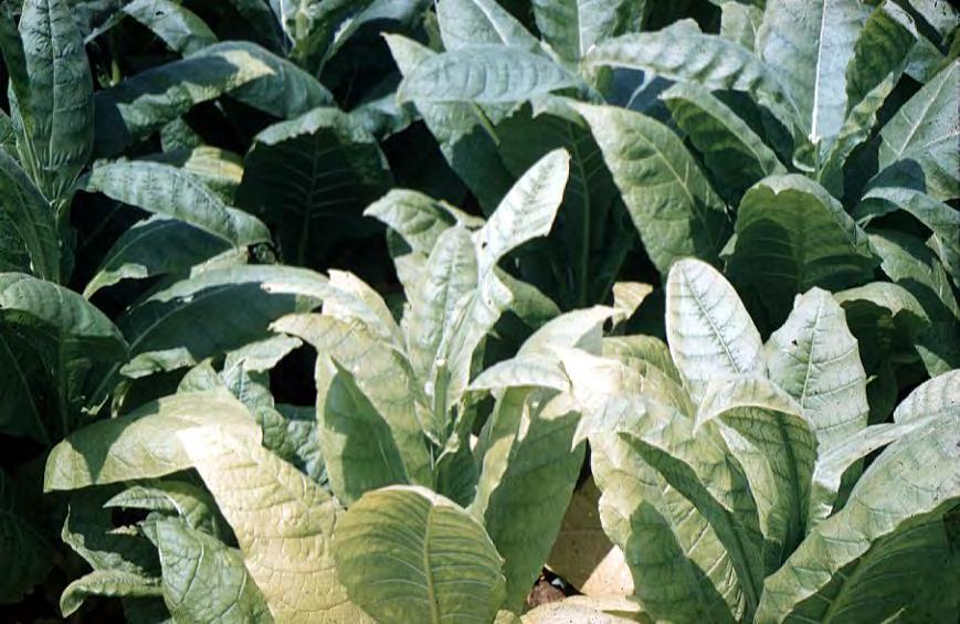 Disease can alter plant nutrition Availability Impaired