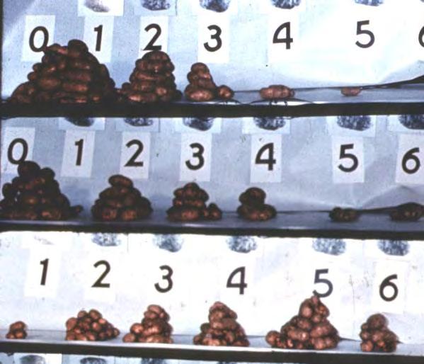 Effect of Inhibiting Nitrification on Scab of Potato Disease scale: 0 = no surface scab, 2 = 10% surface scab, 6