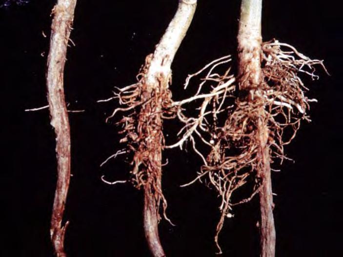 Fusarium Root Rot of Bean Caused by F. solani fsp.