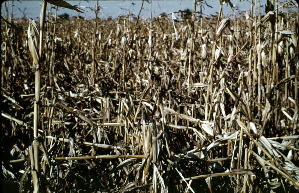 Corn Stalk Rot, caused by Gibberella zeae and other fungi Cost farmers $ 8-10