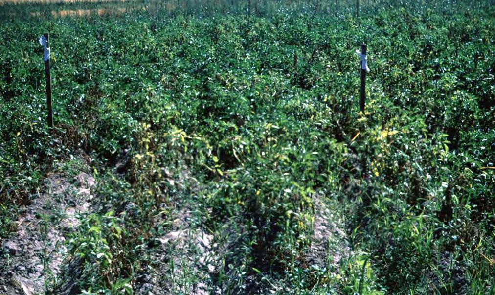 Implications of Nutrition in Disease Verticillium wilt of potato Ammonium Observed effects of mineral