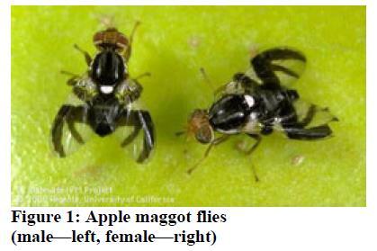 Resources Facts about Hawthorn and Apple Maggot Flies (Rhagoletis pomonella) Page 4 The Organisms The apple maggot fly (Rhagoletis pomonella, Walsh) is native to eastern North America.