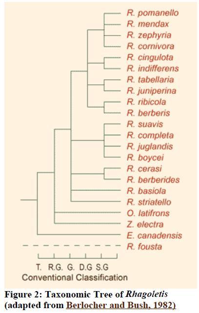 Hawthorn and apple maggot flies are assigned to the same taxonomic species (Rhagoletis pomonella) (Bush, 1966; Bush, 1969; Bush, 1975: Berlocher and Feder, 2002).
