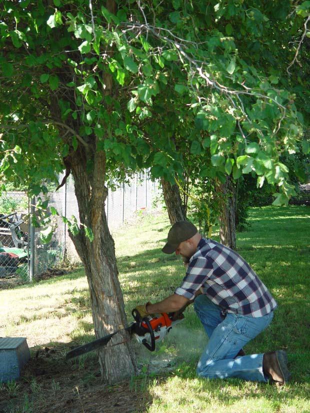 Host tree removal 2.