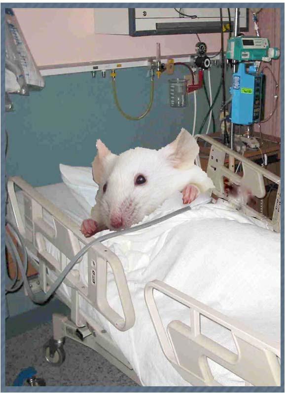 Mouse Hospital for Co-Clinical Trials MISSION: Provide expertise in the design and implementation of preclinical trials to test new drugs in mouse models of human disease - Resource specializing in