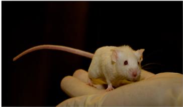 Novel Therapeutics and SOC in Mouse