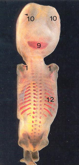 71 Chapter 5 Fetal Central Nervous System Embryology NEURULATION begins with the formation of the neural plate, the neural folds and their ultimate fusion and closure as the NEURAL TUBE.