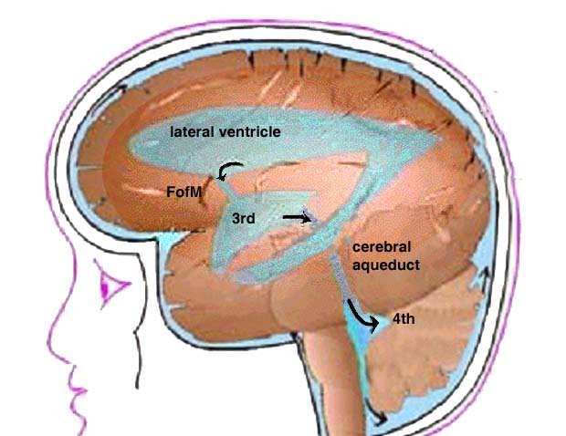 77 communicates with the third ventricle via the slender canal called the cerebral aqueduct (aqueduct of Sylvius).