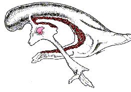 79 Choroid plexus: The choroid plexus of the lateral ventricle runs posteriorly from the tip of the temporal horn to arch around the thalami, then anteriorly in the floor of the body of the lateral