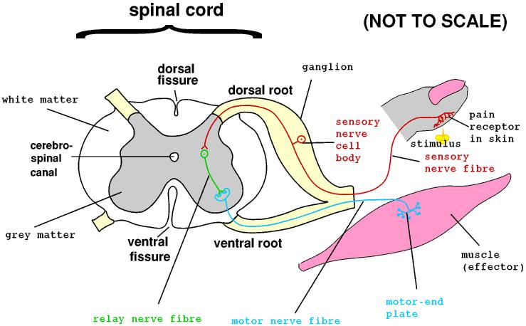 D. Can have ipsilateral reflex arc - sensory receptor and effector are on the same side of